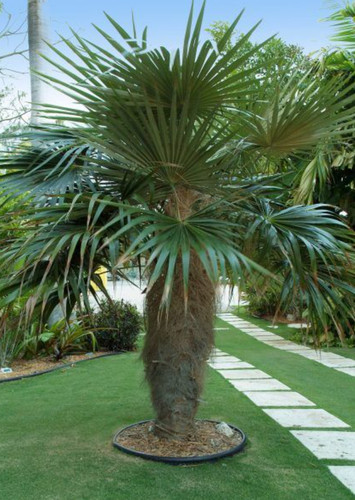 Live old man palm tree - live,