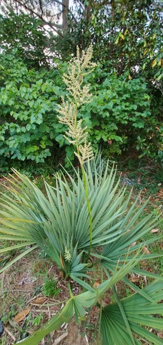 Palm seeds various - palm, of